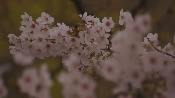 Fiori di ciliegio al parco primo piano nuvoloso diurno — Video Stock