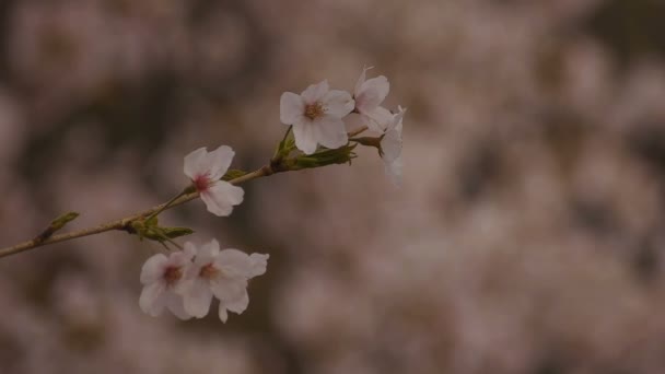 Kwiat wiśniowy w parku w ciągu dnia zachmurzony zbliżenie — Wideo stockowe