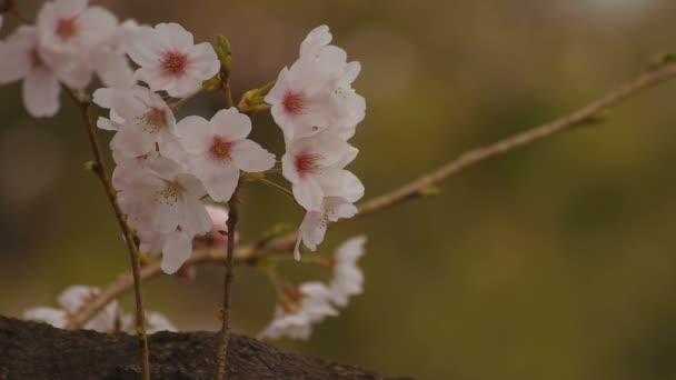 Цветение сакуры в парке днем облачно крупным планом — стоковое видео