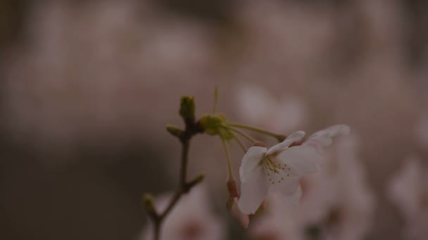 공원 낮에 벚꽃 흐린 클로즈업 — 비디오