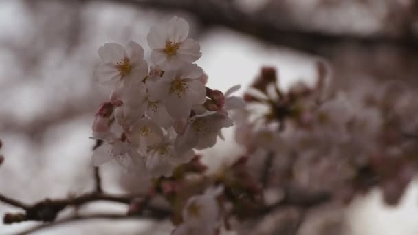 公園の昼間曇りクローズアップで桜 — ストック動画