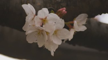 Parkta gündüz bulutlu closeup kiraz çiçeği