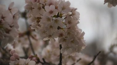 Parkta gündüz bulutlu closeup kiraz çiçeği