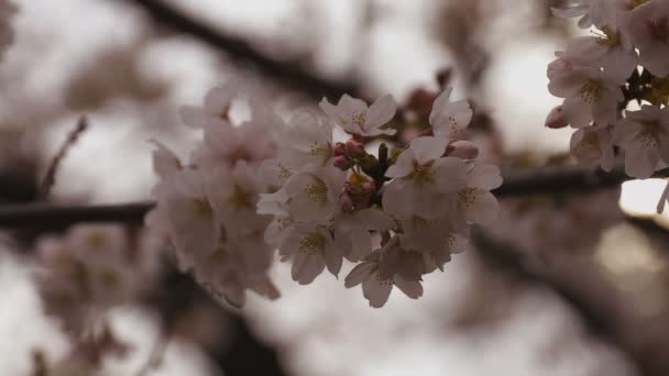 Cherry Blossom in het Park overdag bewolkt close-up — Stockvideo