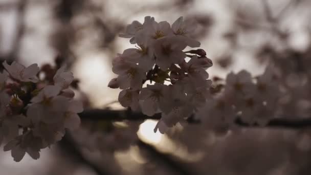 Flor de cerezo en el parque primer plano nublado diurno — Vídeo de stock