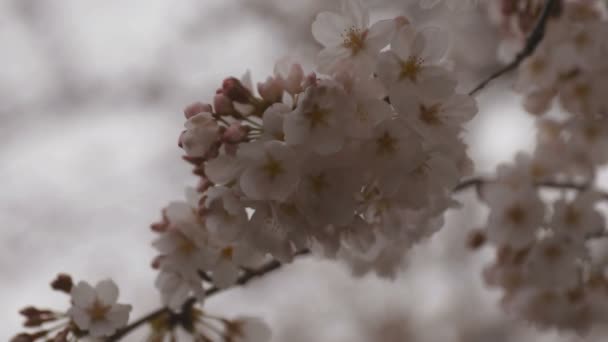Kirschblüte im Park tagsüber bewölkt Nahaufnahme — Stockvideo
