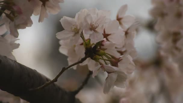 Άνθος κερασιάς στο πάρκο ημέρα συννεφιασμένη κοντινό πλάνο — Αρχείο Βίντεο