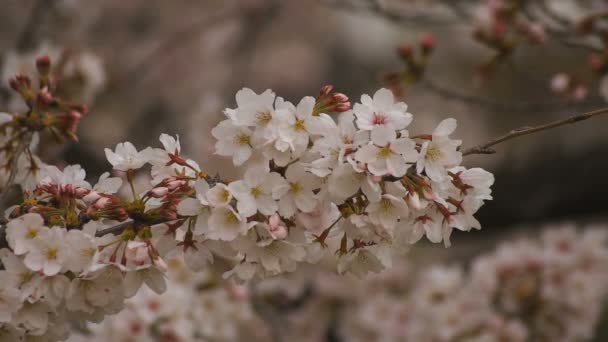 Kvetoucí třešeň v parku den po oblačné — Stock video