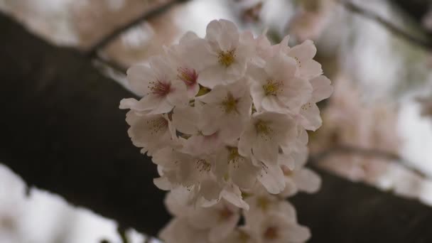 Flor de cerezo en el parque primer plano nublado diurno — Vídeos de Stock