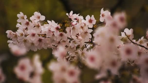 Flor de cerezo en el parque primer plano nublado diurno — Vídeo de stock