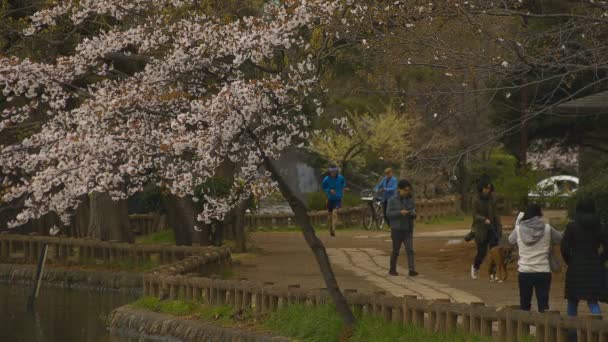 Parkta gündüz bulutlu kiraz çiçeği — Stok video