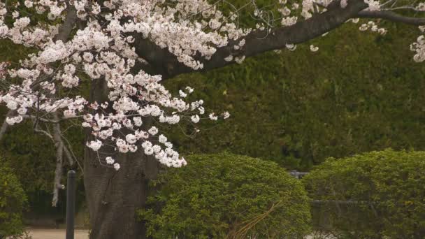 Цветение сакуры в парке днем облачно — стоковое видео