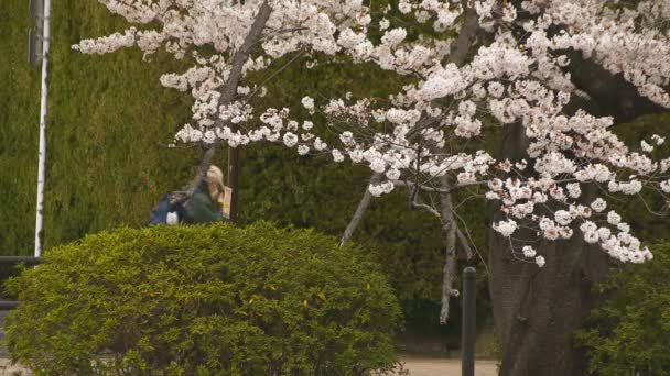 Körsbärsblomma i parken dagtid molnigt — Stockvideo