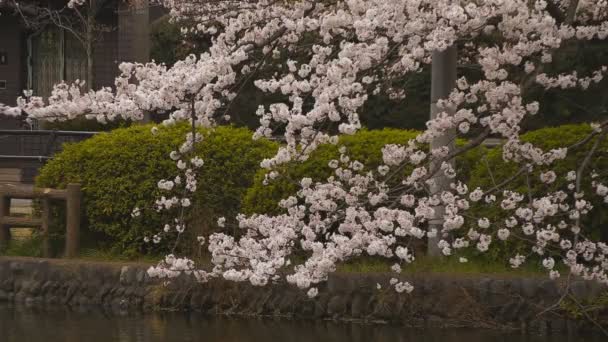 Flor de cerezo en el parque nublado durante el día — Vídeos de Stock