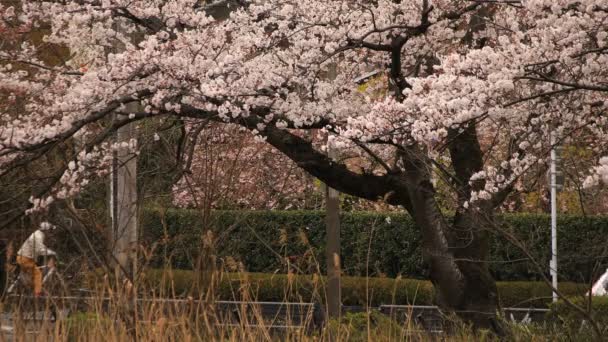 Flor de cerezo en el parque nublado durante el día — Vídeo de stock