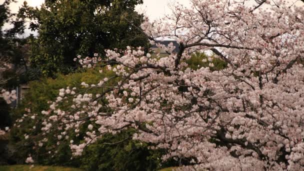 Flor de cerezo en el parque nublado durante el día — Vídeo de stock