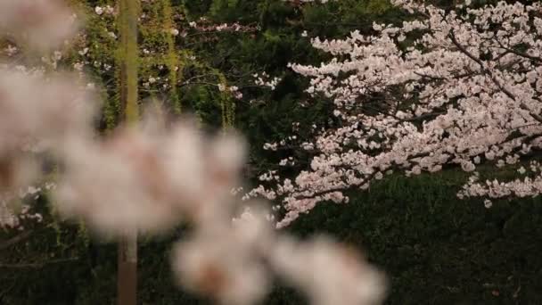 Körsbärsblomma i parken dagtid molnigt — Stockvideo