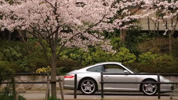 Flor de cerezo en el parque nublado durante el día — Vídeo de stock