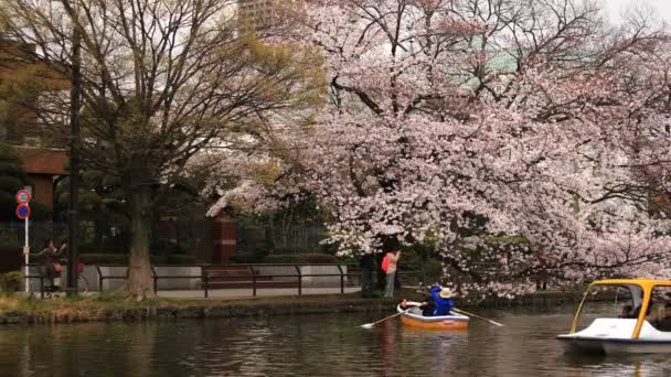 Fiori di ciliegio al parco nuvoloso diurno — Video Stock