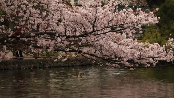 Flor de cerezo en el parque nublado durante el día — Vídeo de stock