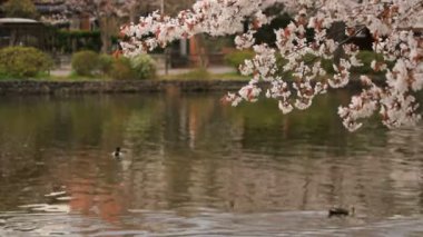 Parkta gündüz bulutlu kiraz çiçeği