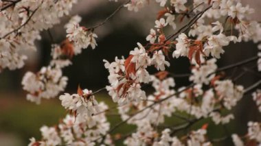 Parkta gündüz bulutlu kiraz çiçeği