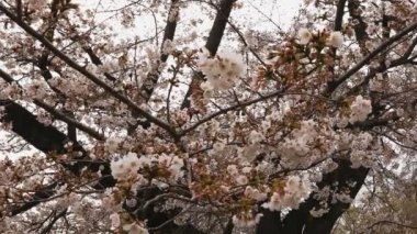 Parkta gündüz bulutlu kiraz çiçeği