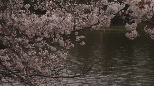 Kirschblüte im Park tagsüber bewölkt — Stockvideo