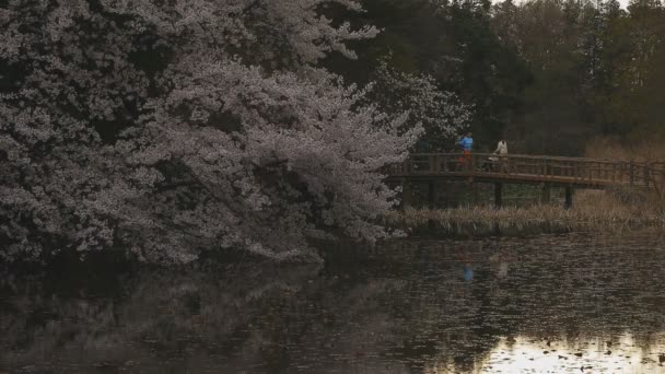 Kvetoucí třešeň v parku za dne — Stock video