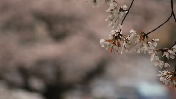 Kwitnące wiśniowe w parku w ciągu dnia — Wideo stockowe