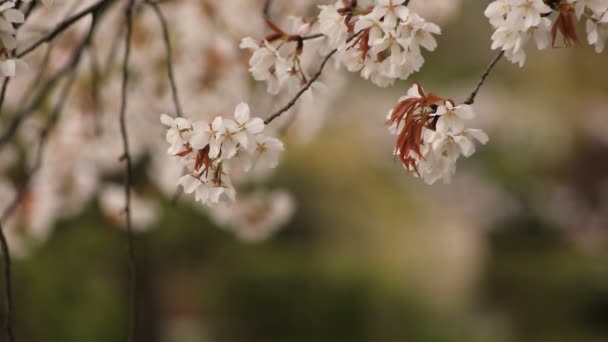 Fleur de cerisier dans le parc de jour nuageux — Video