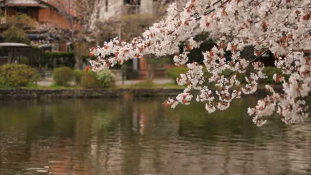 Kirschblüte im Park tagsüber bewölkt — Stockvideo