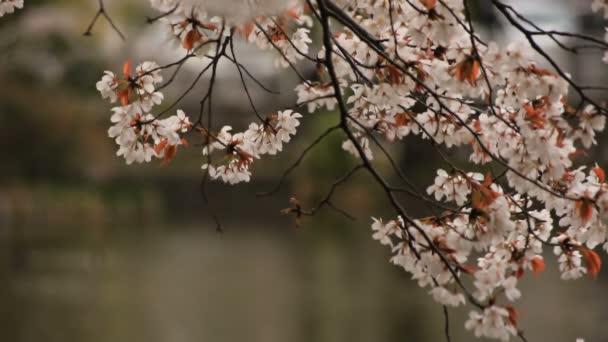 Fleur de cerisier dans le parc de jour nuageux — Video