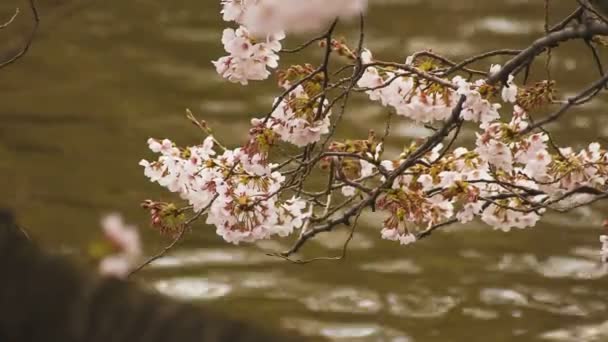 Flor de cerejeira no parque nublado durante o dia — Vídeo de Stock