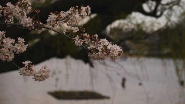 Цветение сакуры в парке днем облачно — стоковое видео