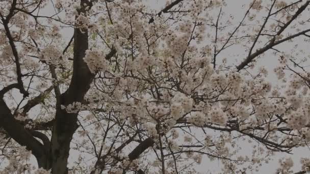 Fiore di ciliegio al parco vicino allo stagno giorno nuvoloso colpo largo — Video Stock