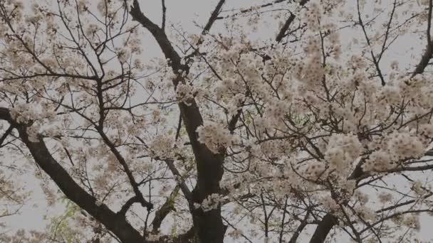 Вишневий цвіт в парку біля ставка день хмарний широкий постріл — стокове відео