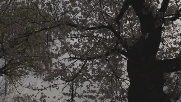 Цветение сакуры в парке рядом с прудом днем облачно широкий выстрел — стоковое видео