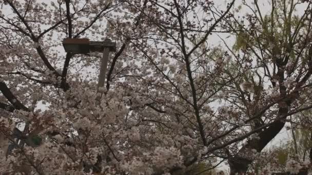 Flor de cerezo en el parque cerca del estanque de día nublado amplio tiro — Vídeo de stock