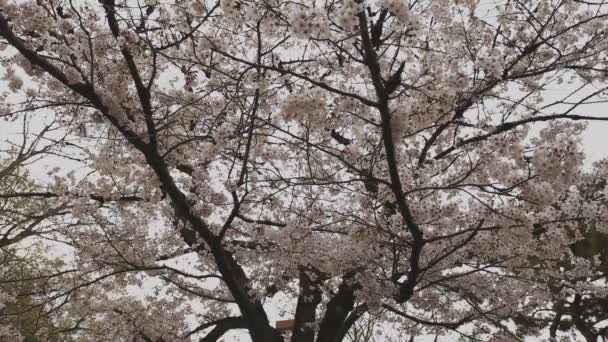 Cherry Blossom op het Park in de buurt van de vijver overdag bewolkt breed schot — Stockvideo