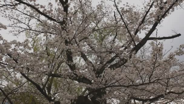 Kwiat wiśni w parku w pobliżu stawu dni pochmurno szeroki strzał — Wideo stockowe