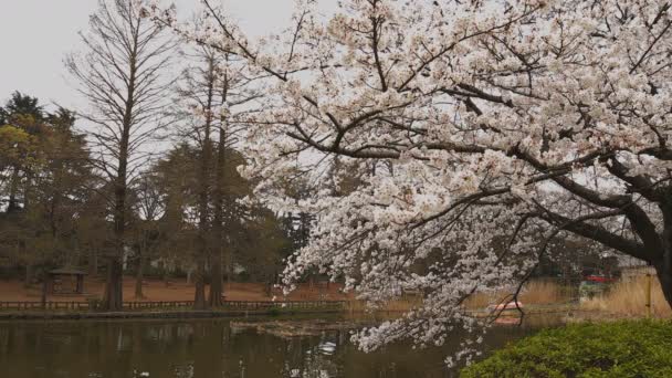 Flor de cerezo en el parque cerca del estanque de día nublado amplio tiro — Vídeo de stock