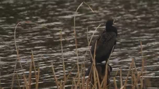 Kachna v parku u rybníku zamračená na den — Stock video