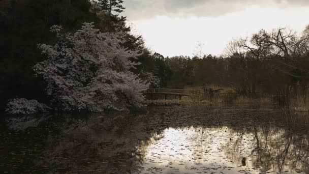 Цветение сакуры в парке рядом с прудом днем облачно широкий выстрел — стоковое видео