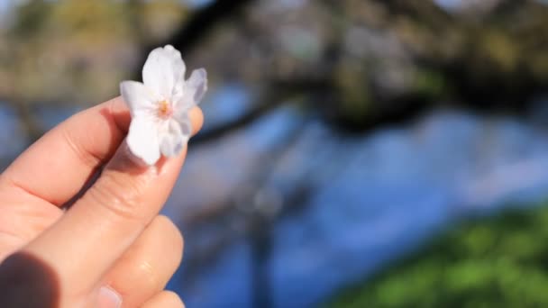 Fiori di ciliegio con mano a Chidorigafuchi a Tokyo palmare — Video Stock