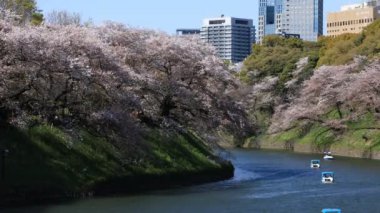 Tokyo geniş atış Chidorigafuchi de Kiraz çiçeği