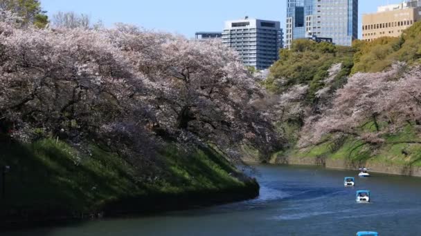 Cherry blossom di Chidorigafuchi di Tokyo — Stok Video