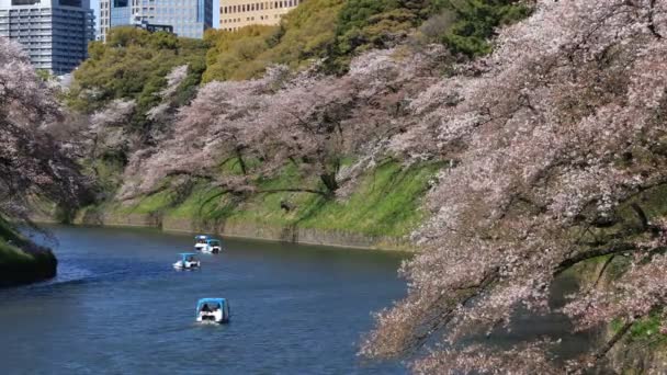 Flor de cerezo en Chidorigafuchi en Tokio tiro ancho — Vídeo de stock