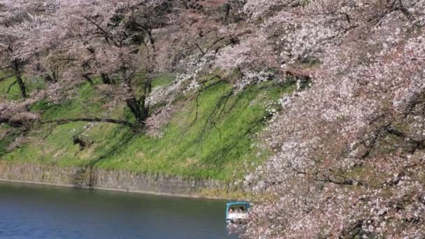 Fleur de cerisier chez Chidorigafuchi à Tokyo plan large — Video
