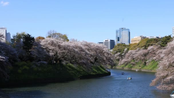 Fleur de cerisier chez Chidorigafuchi à Tokyo plan large — Video